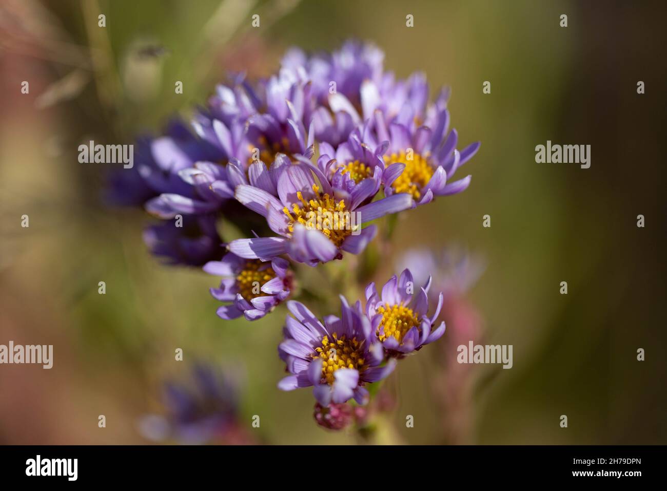 Aster flower in fall Stock Photo