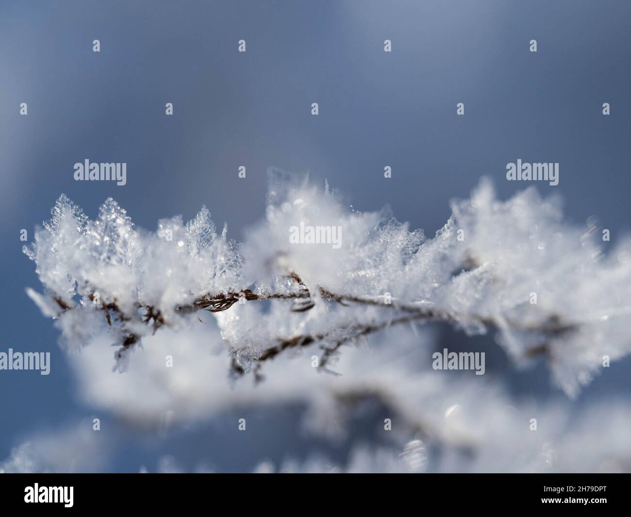 Large frost crystals on twigs Stock Photo