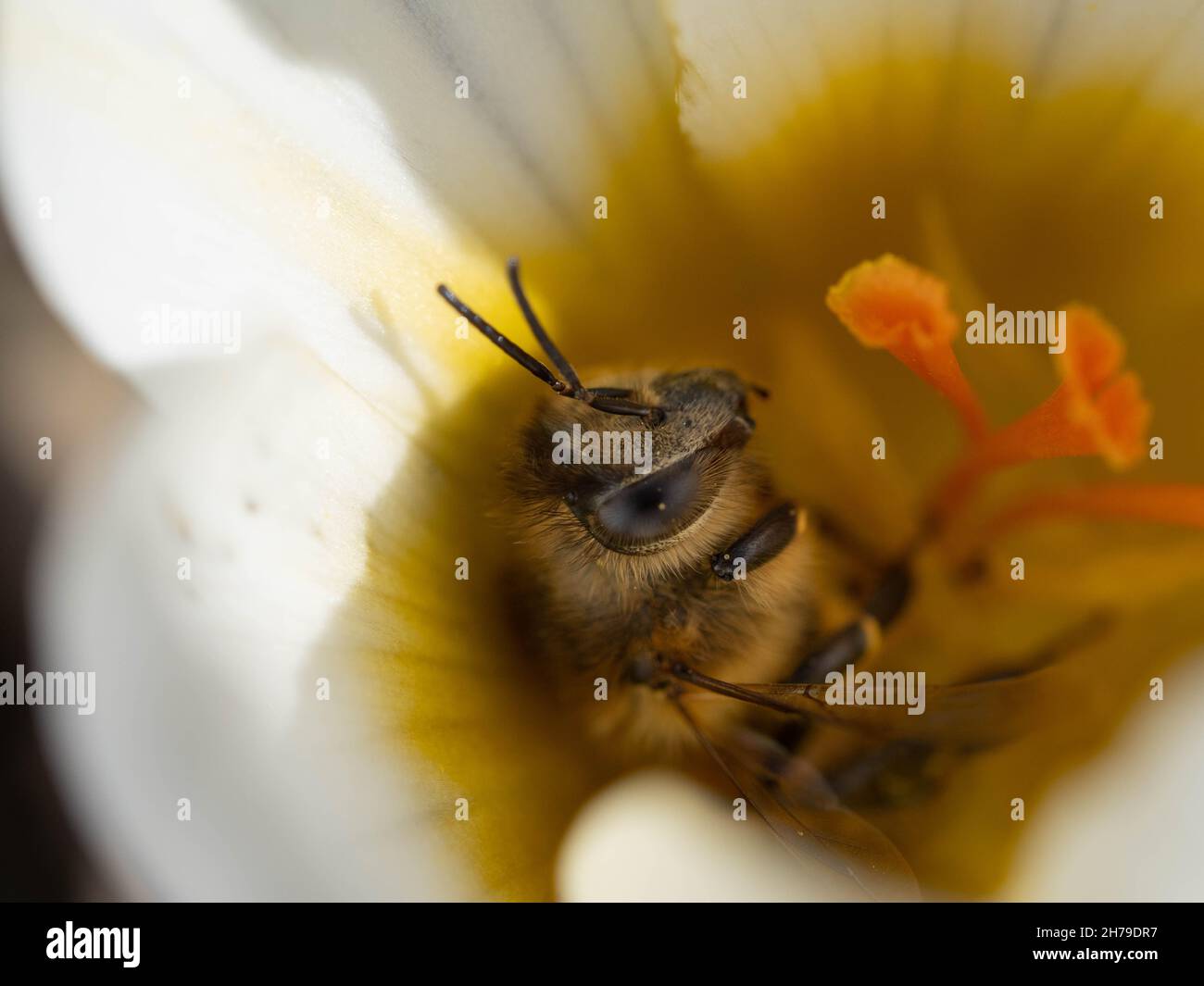 Honey bee on white crocus Stock Photo