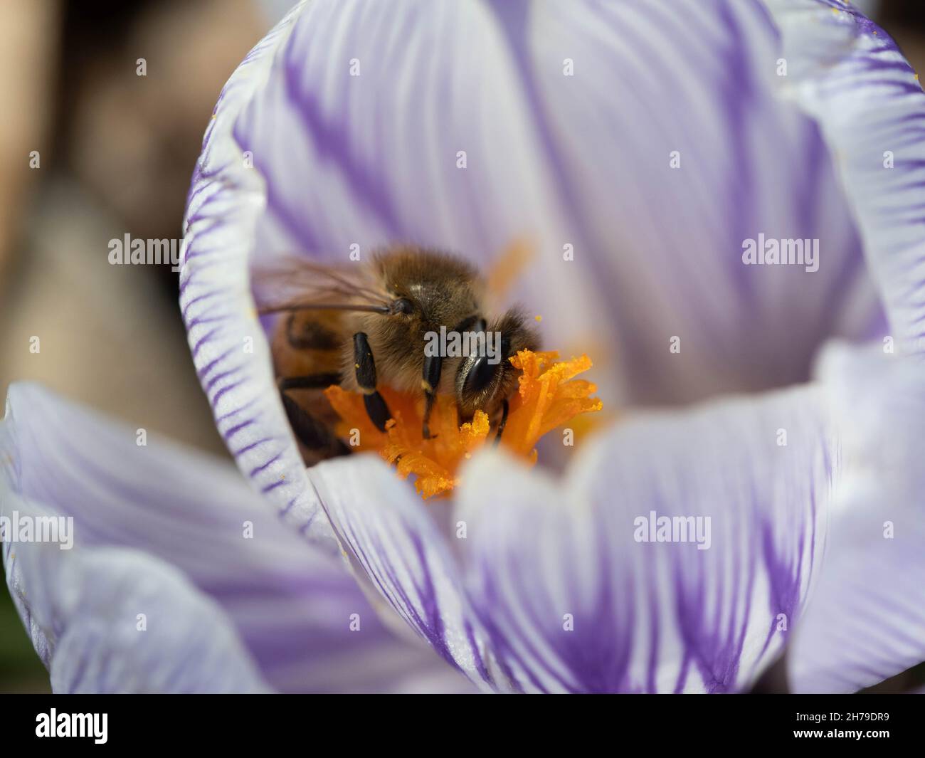Honey bee on pickwick crocus Stock Photo
