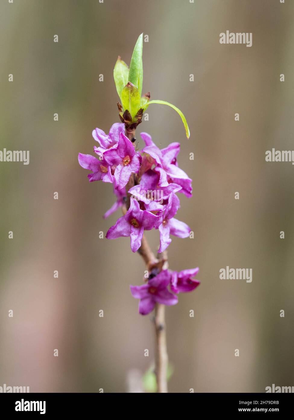 Daphne mezereum, flowering Stock Photo
