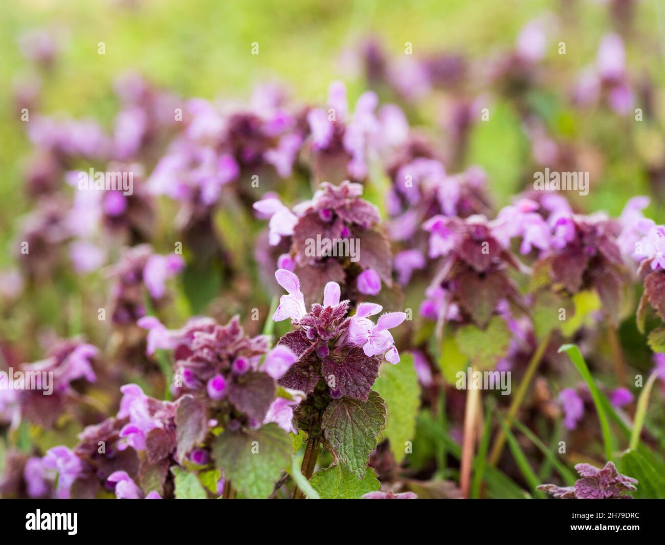 Purple dead-nettle Stock Photo