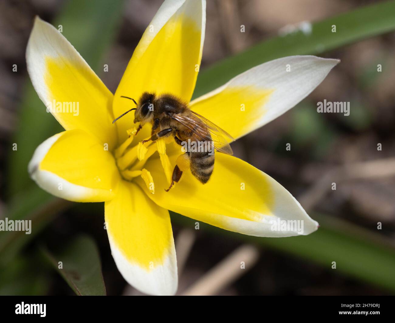 Honey bee on wild tulip Stock Photo