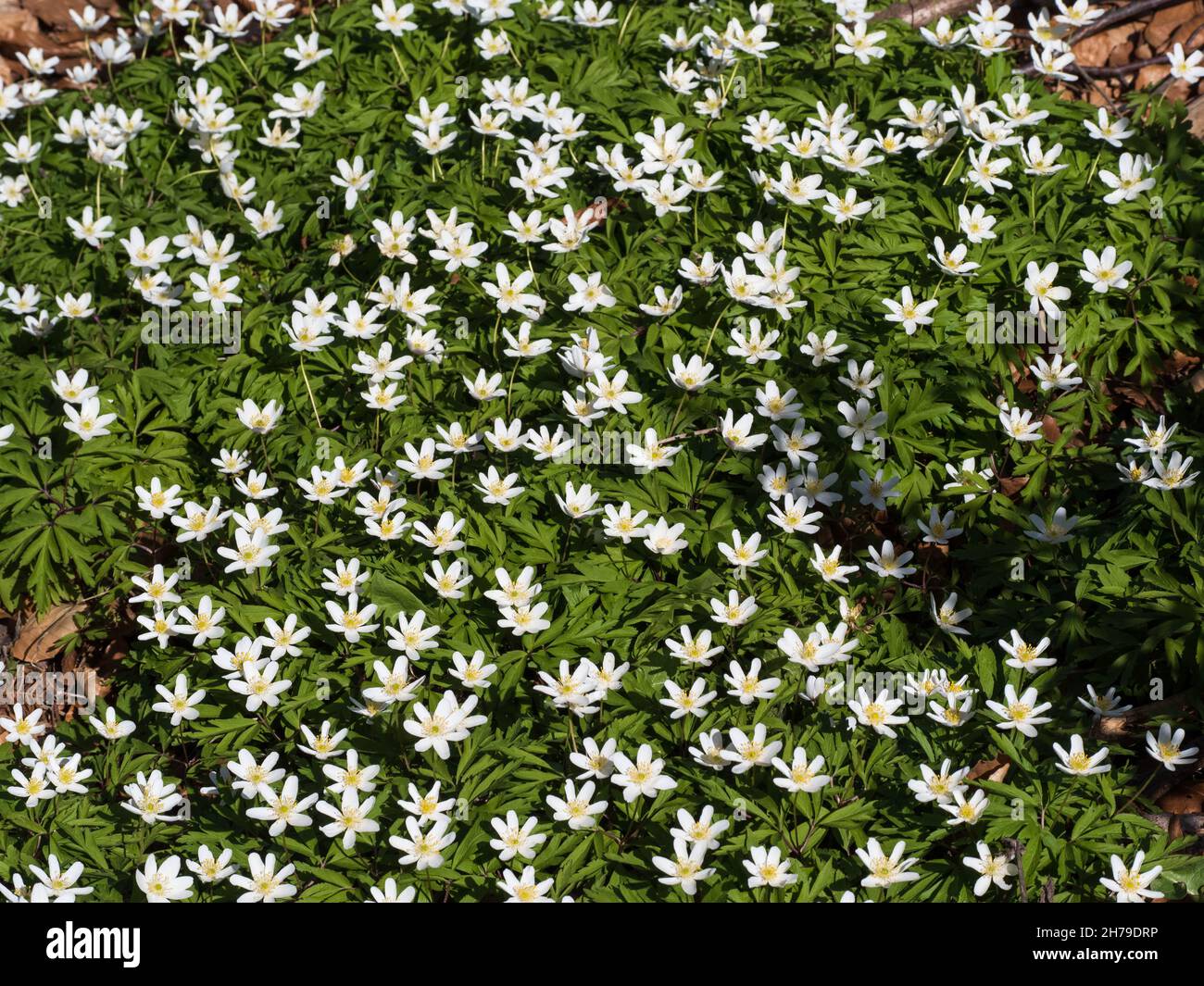 Carpet of spring flowers (Anemone nemorosa) Stock Photo