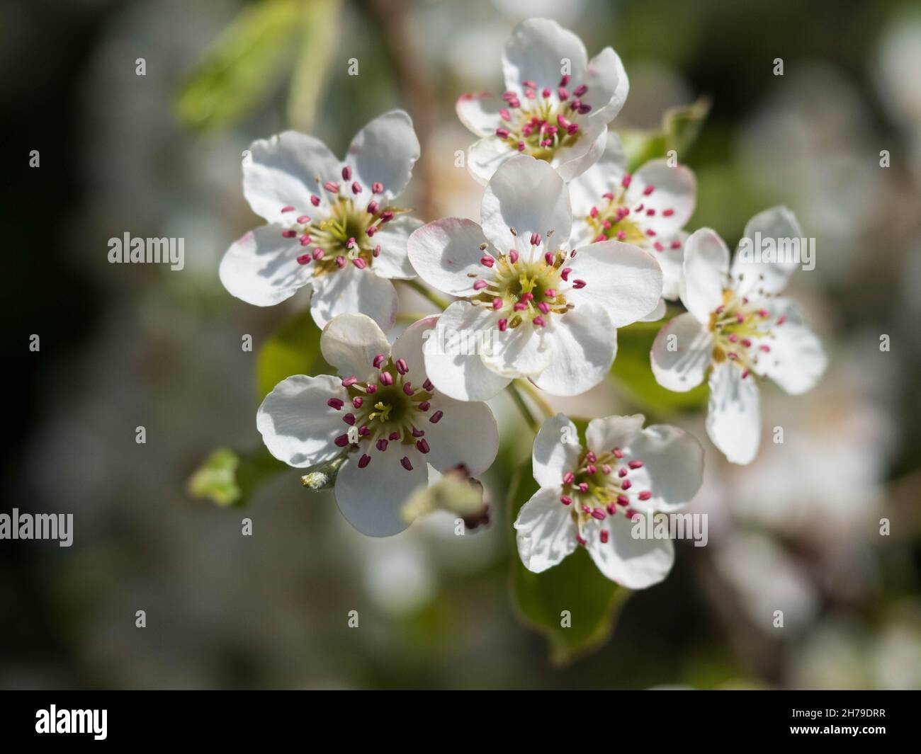 Blossoms of Pyrus communis, the common pear Stock Photo