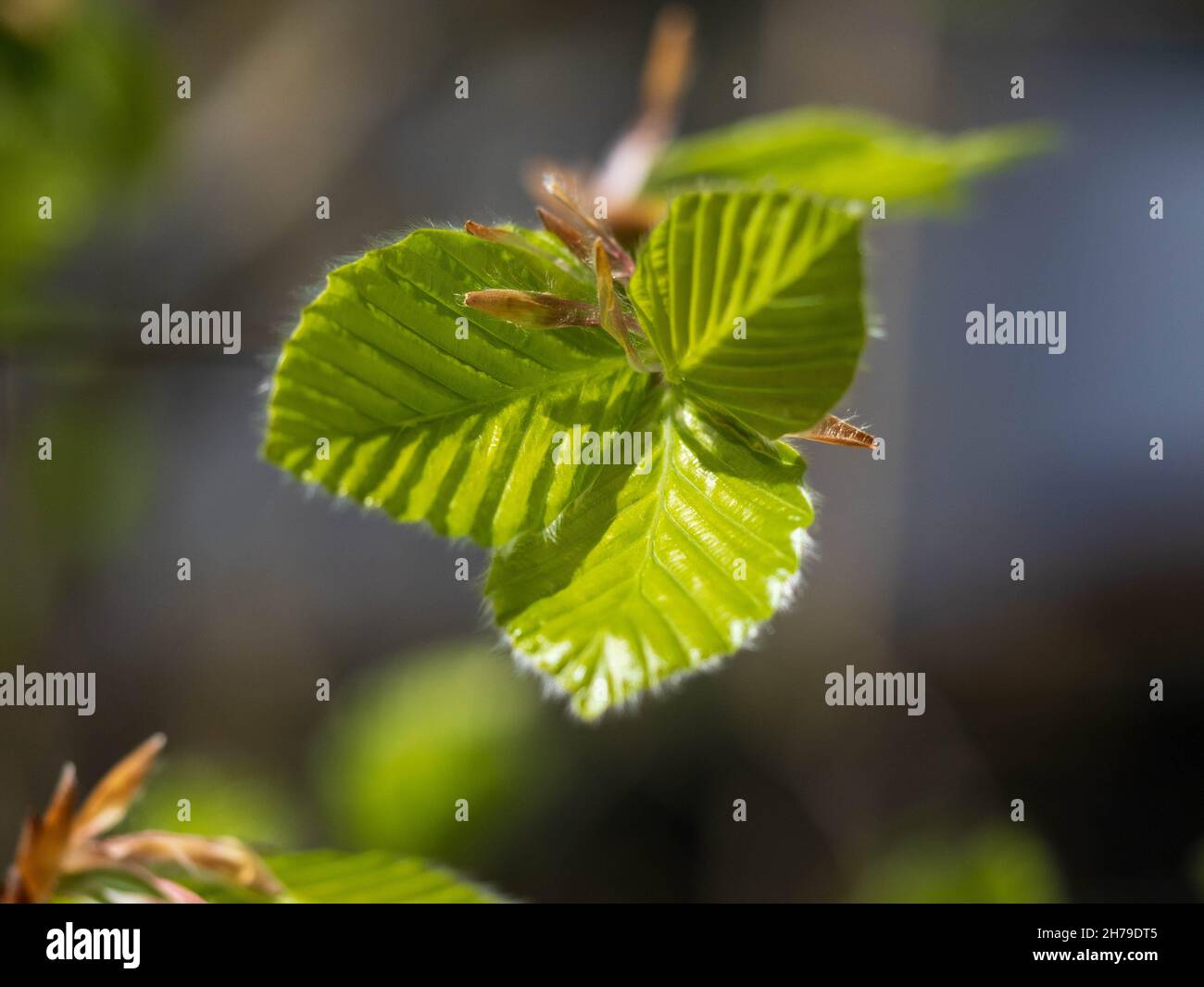 Fresh spring leaves of Carpinus betulus, the European or common hornbeam Stock Photo