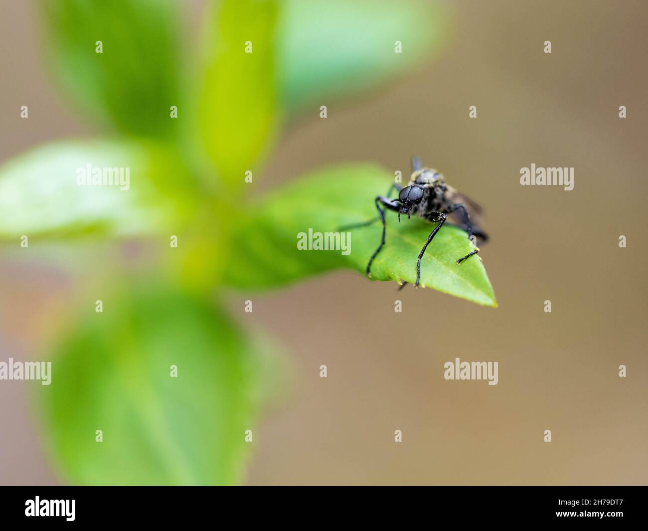 St. Mark's fly or hawthorn fly on green tree leaves Stock Photo