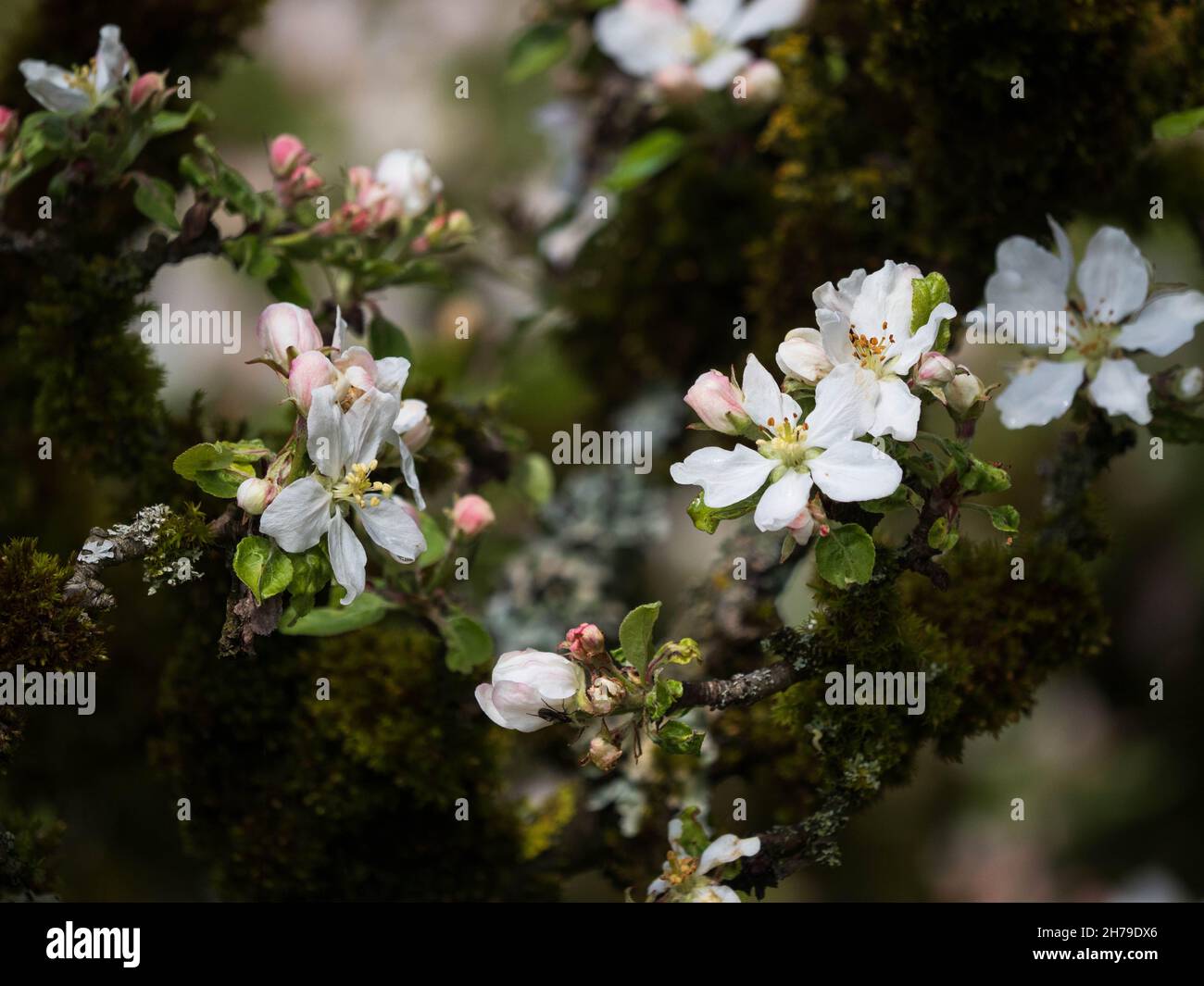 Apple tree blossoms Stock Photo
