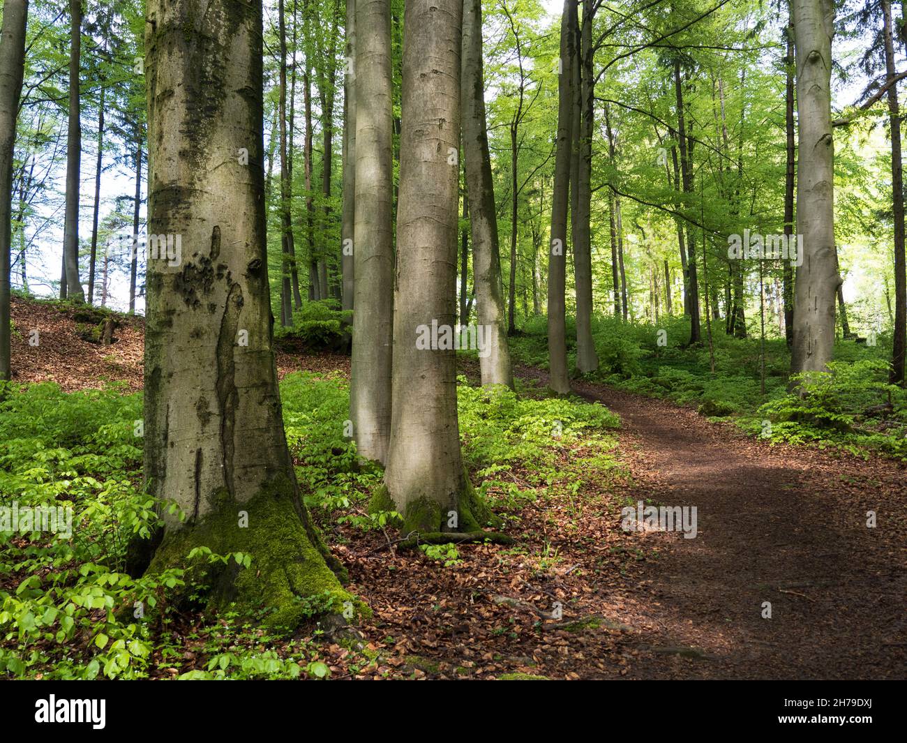 Spring forest in Bavaria Stock Photo