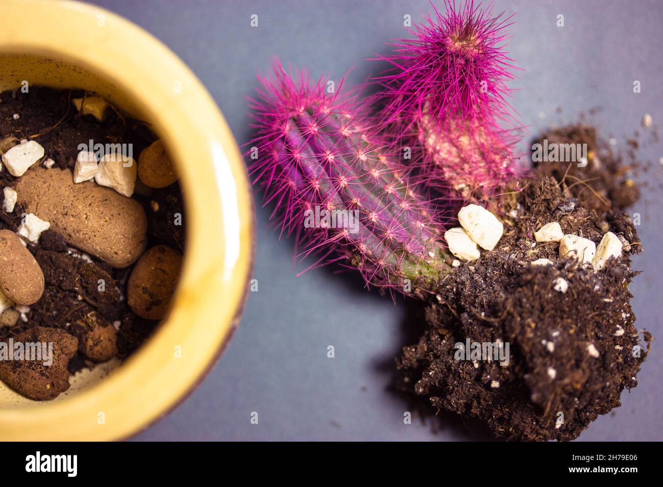 Transplanting pink cactus at home. Potted desert plant care on grey