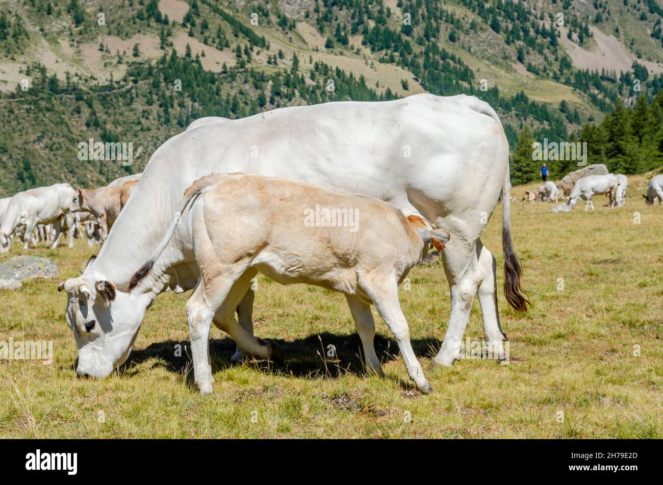 Calf sucking milk from cow hi-res stock photography and images - Alamy