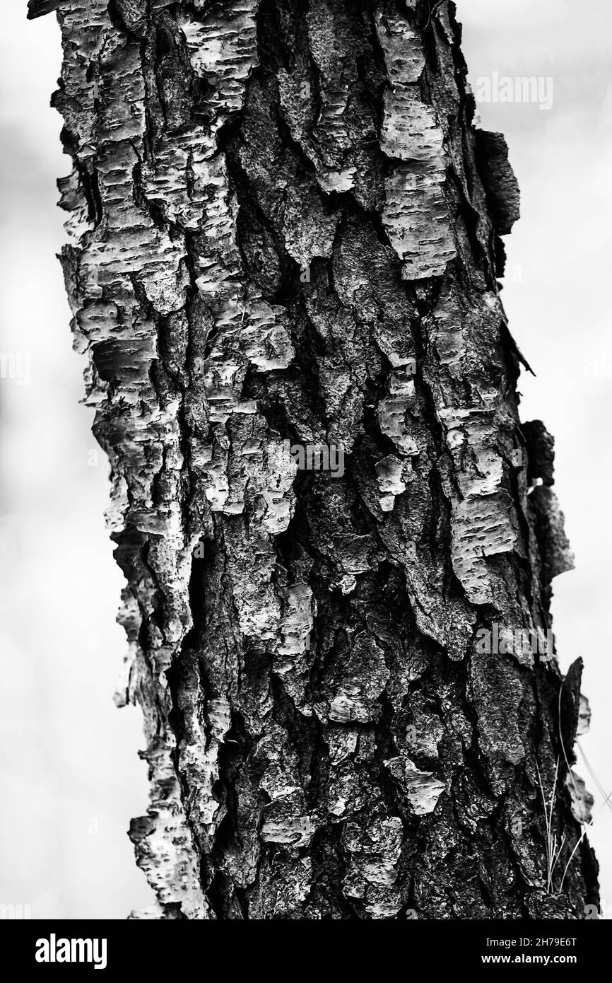 i love going on hikes and finding different things happening with the bark,,,,4..... Enjoy Stock Photo