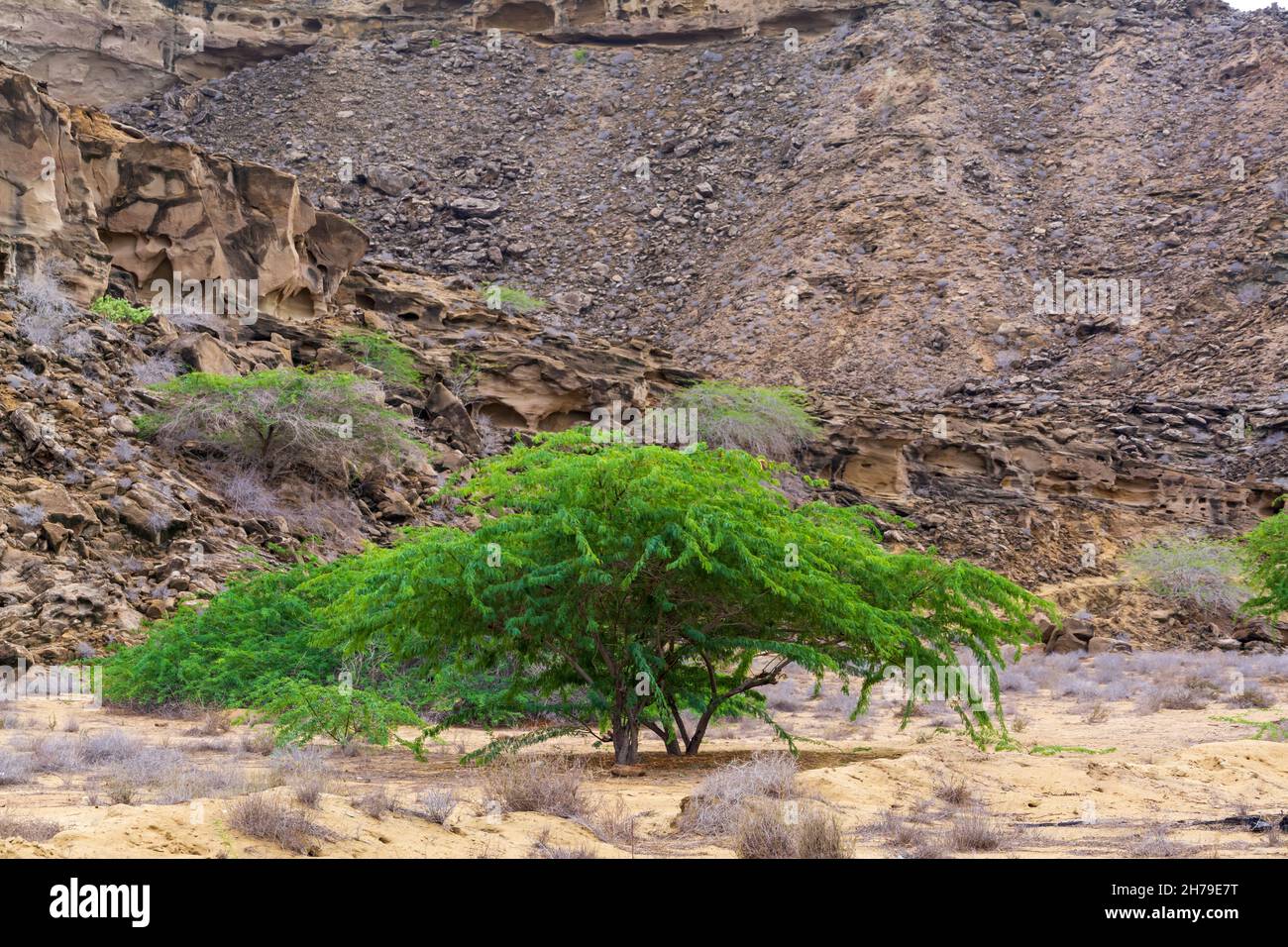 Prosopis juliflora tree with with mountain in background in chabahar province, iran. Prosopis juliflora is a shrub or small tree in the family Fabacea Stock Photo