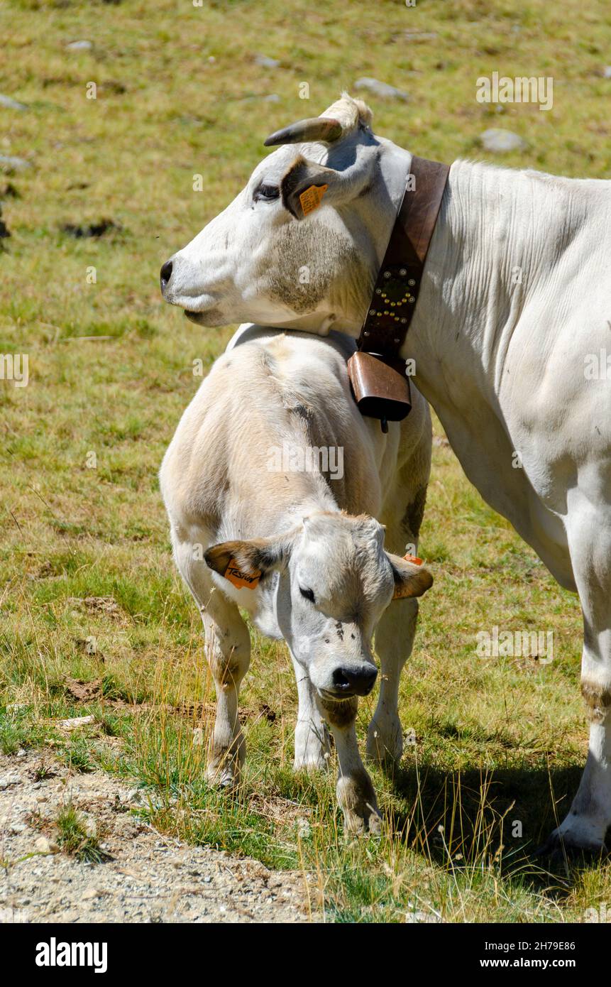 Cow sucking hi-res stock photography and images - Page 6 - Alamy