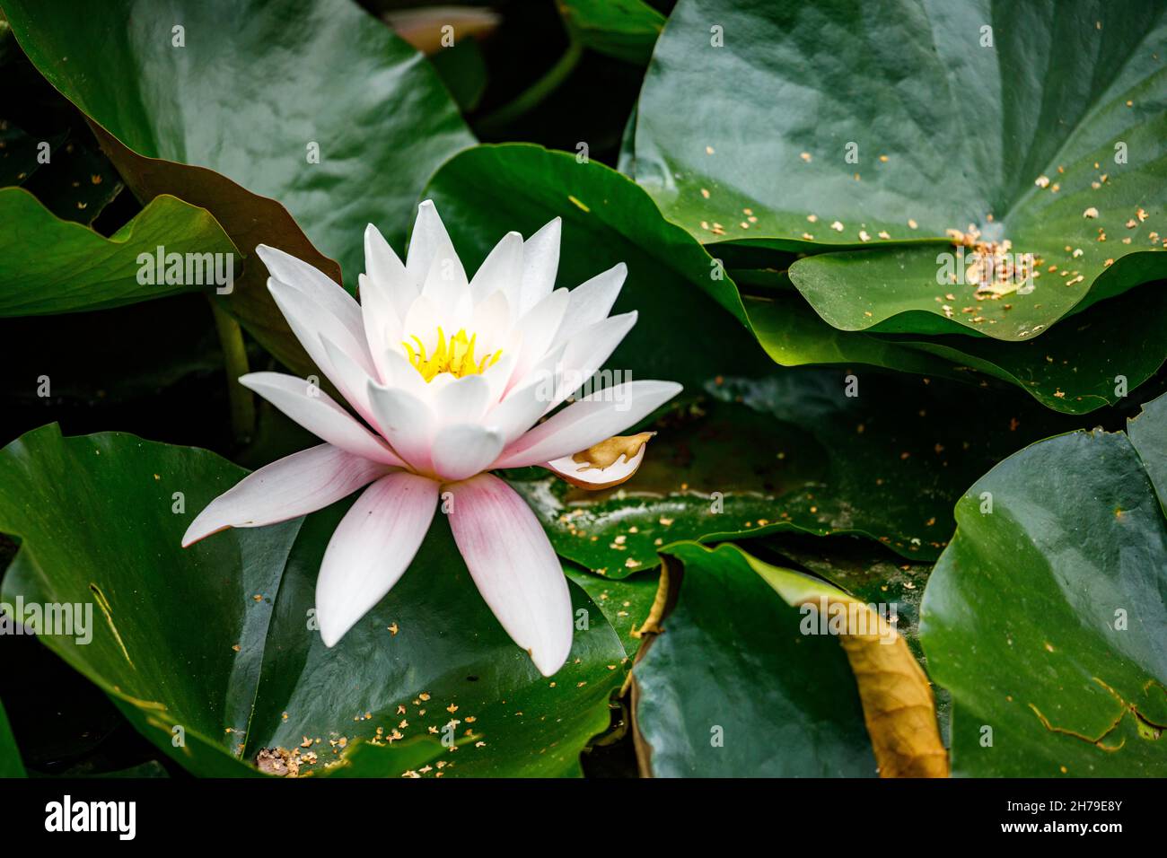 water lily in the pond Stock Photo - Alamy