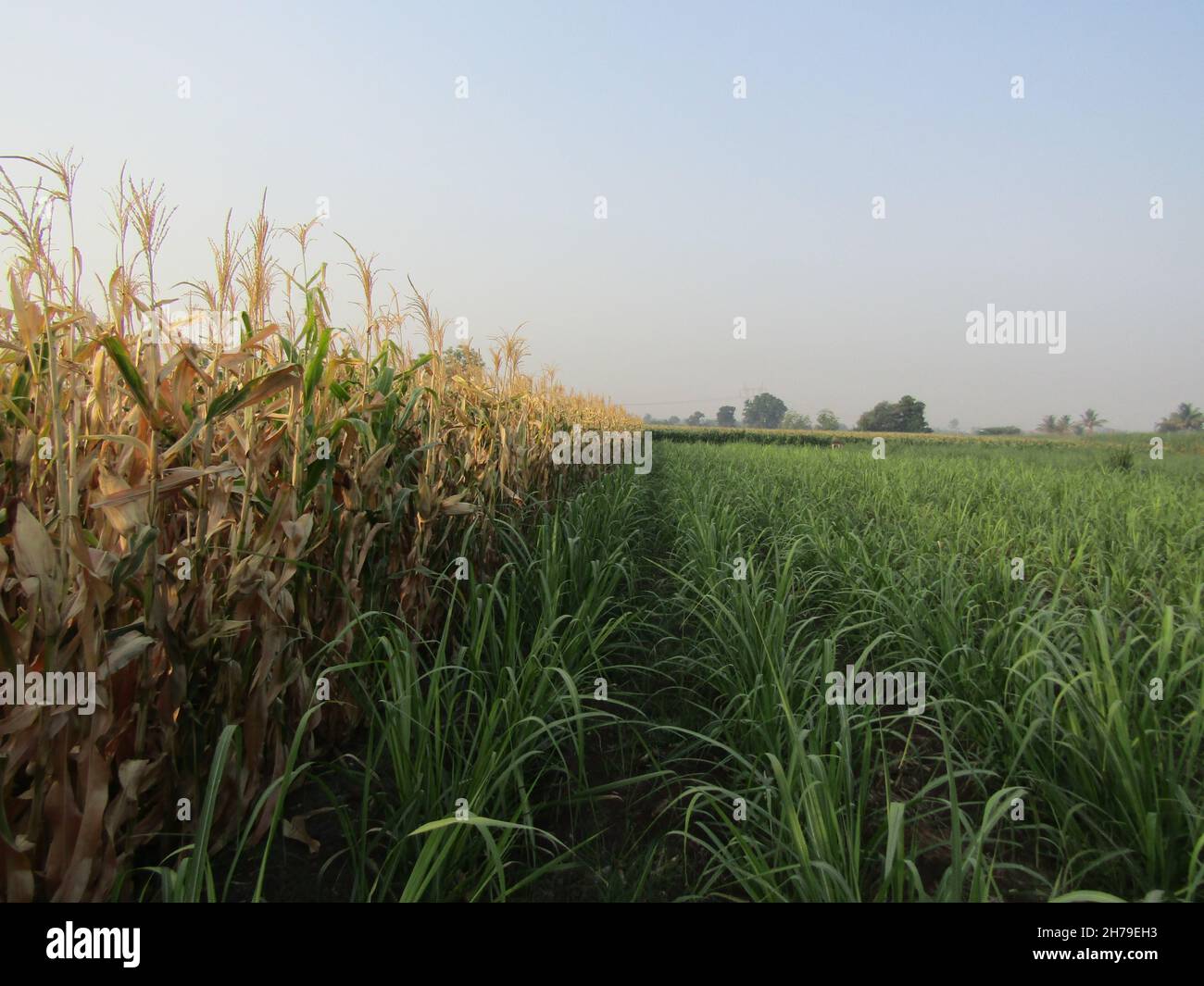Lush green grain farm at Solapur Stock Photo