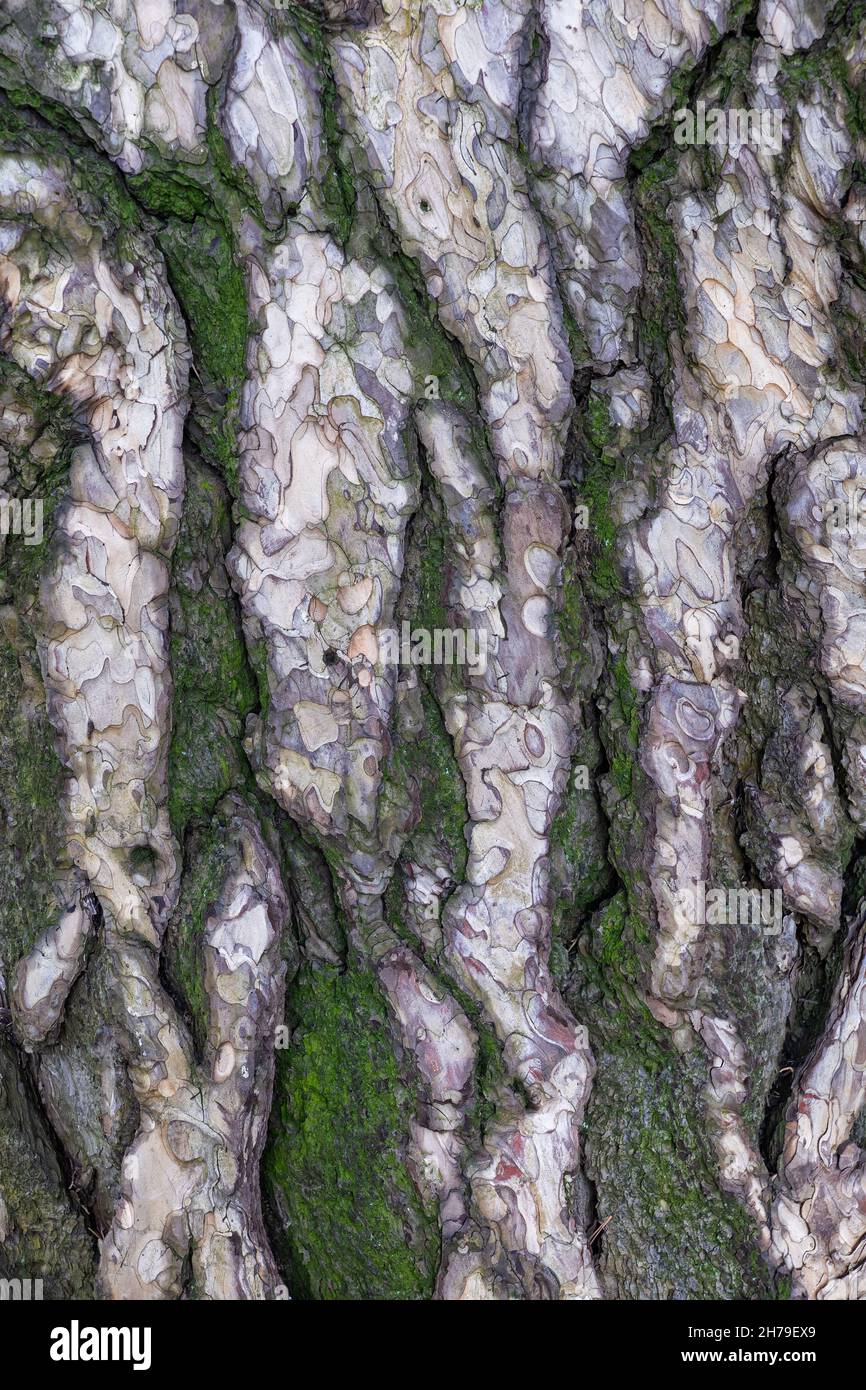 Black Pine (Pinus Nigra) tree bark background, family: Pinaceae. Stock Photo