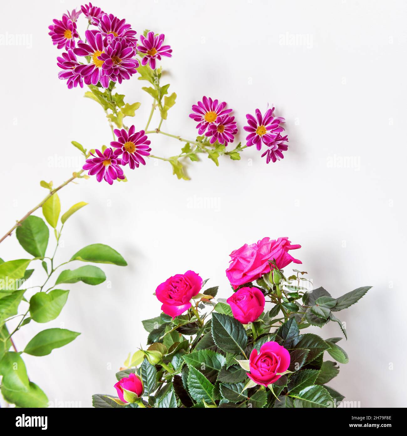 Pink pink flowers of dense pink color with a darker underside of the petals. Indian