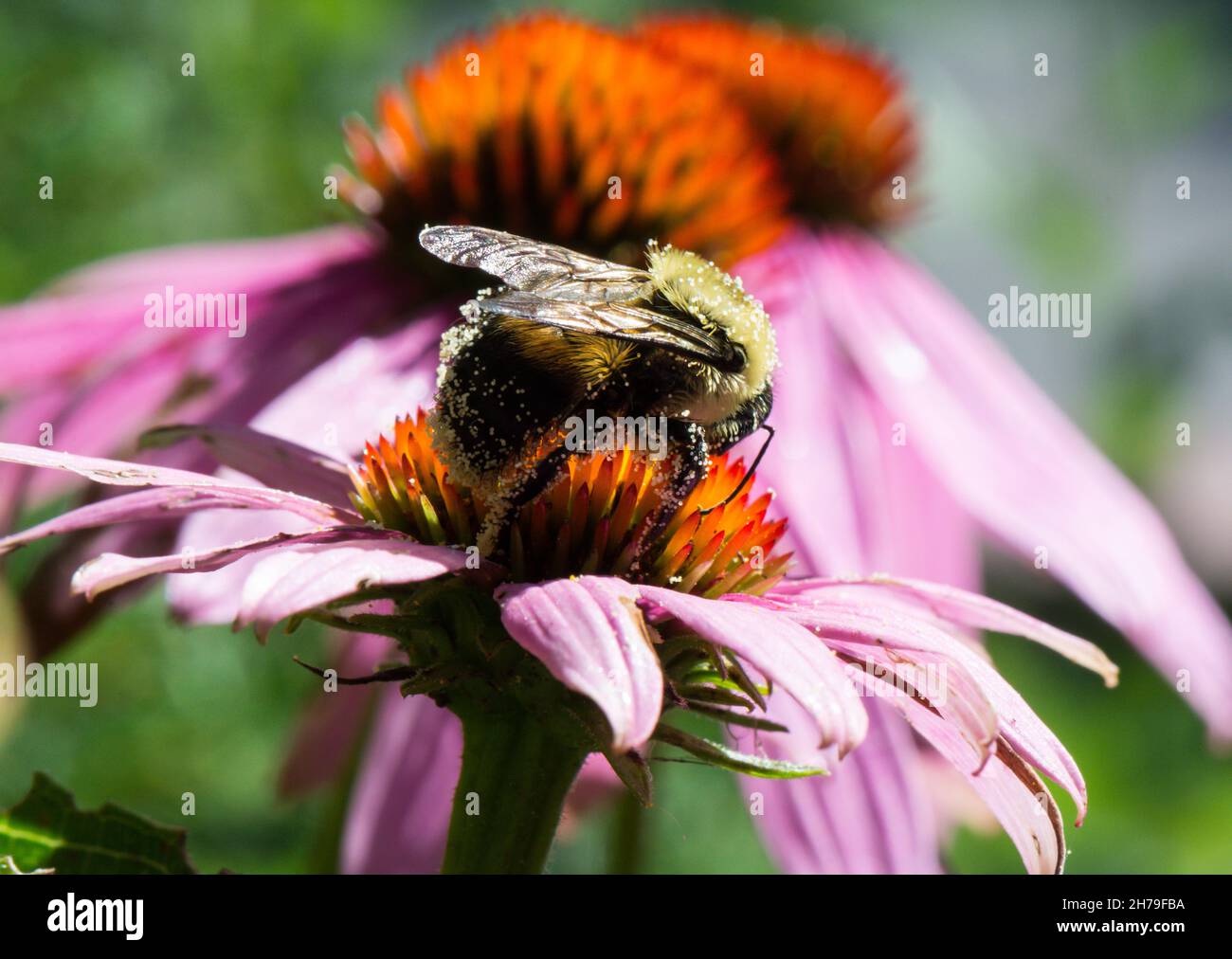 A bumblebee that has become covered in pollen while foraging on the open bloom of echinacea purpurea Stock Photo