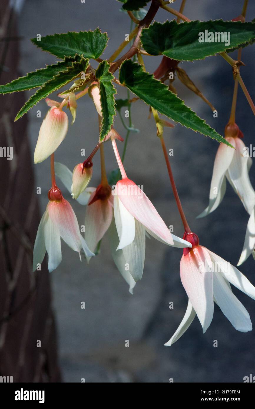 The hanging blossoms of a Begonia boliviensis, a decorative tuberous plant native to the Andes in South America. Stock Photo