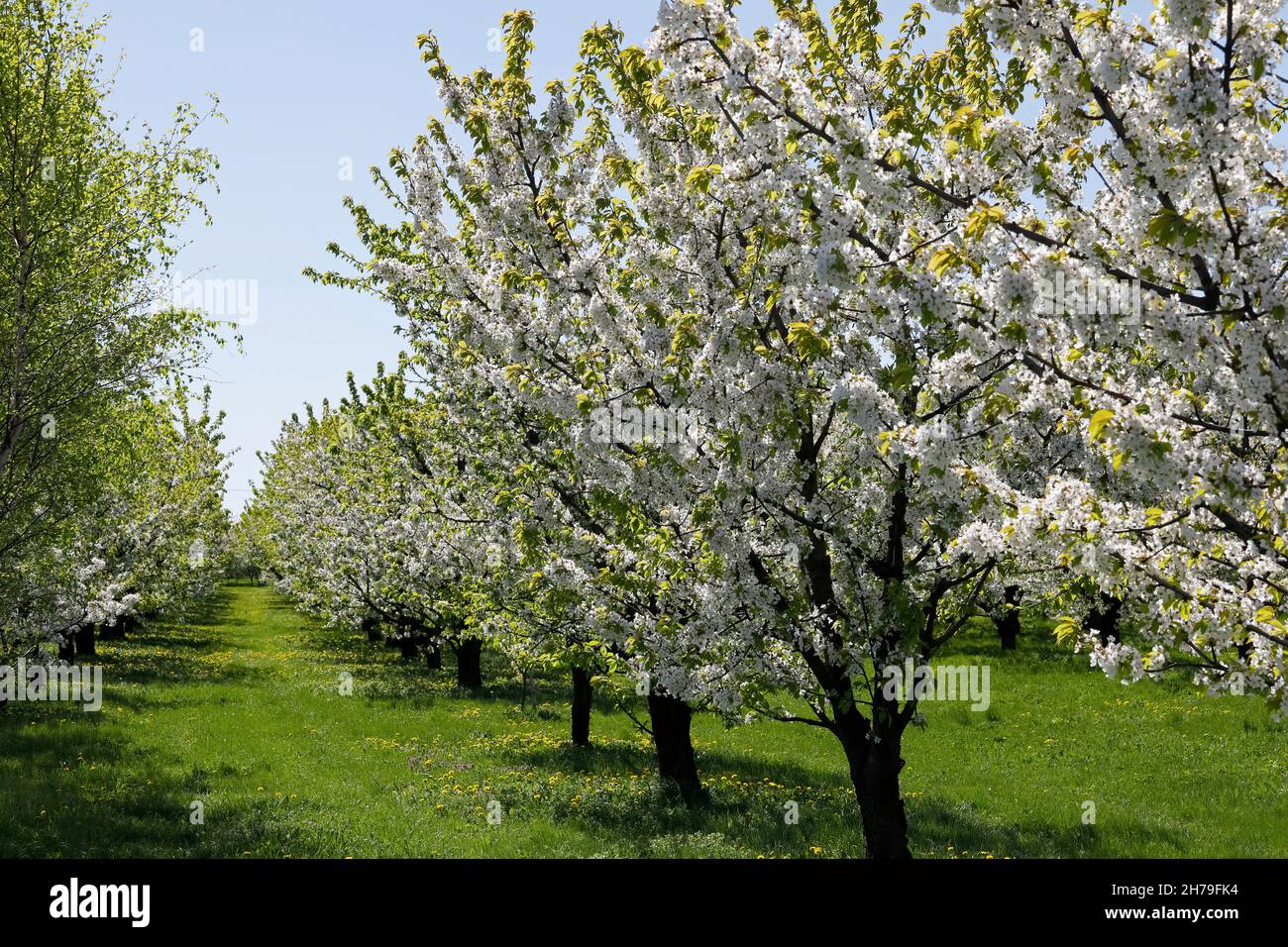 Between Grass Rows Spring orchard of fruit trees in full bloom with green grass between ...