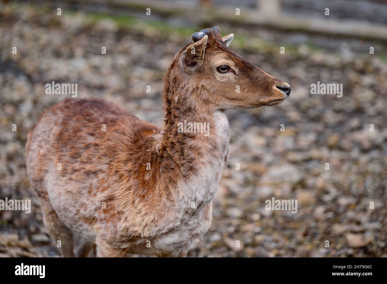 Little deer eat hay, a group of deer in a zoo, a zoo in Ukraine Stock