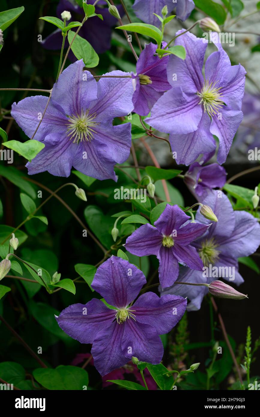 Clematis ‘perle d'azure hires stock photography and images Alamy
