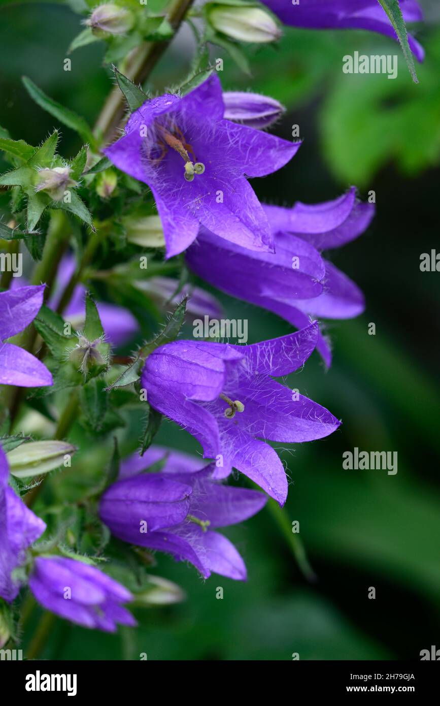 Campanula latiloba Highcliffe Variety,evergreen, rosette-forming perennial, racemes,flower raceme,deep violet-blue, cup-shaped flowers,RM Floral Stock Photo