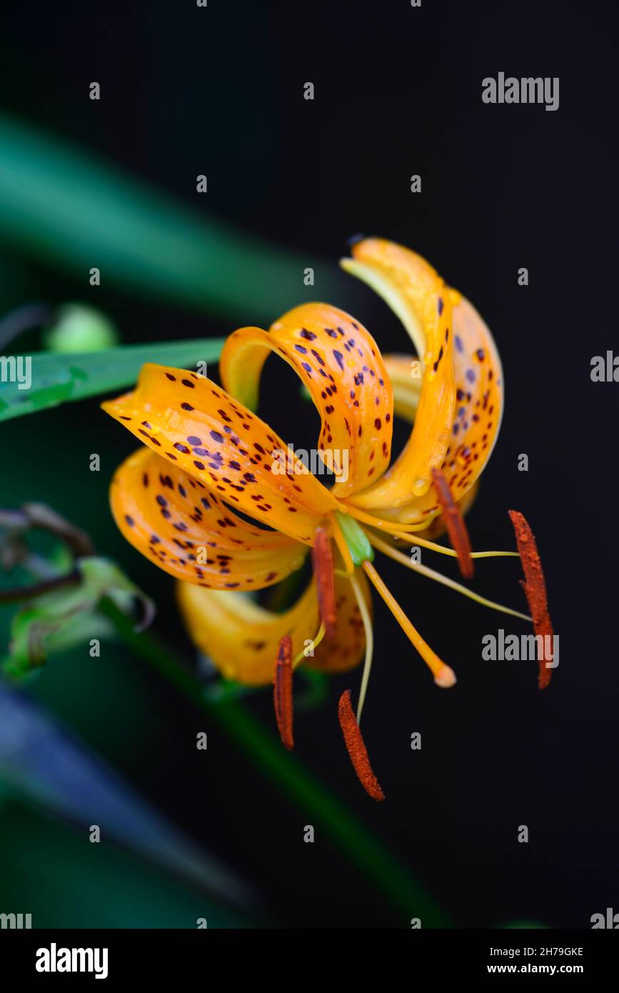 lilium distichum, orange flower,orange spots, spotted,spotted flowers,flowers,flowering,RM Floral Stock Photo