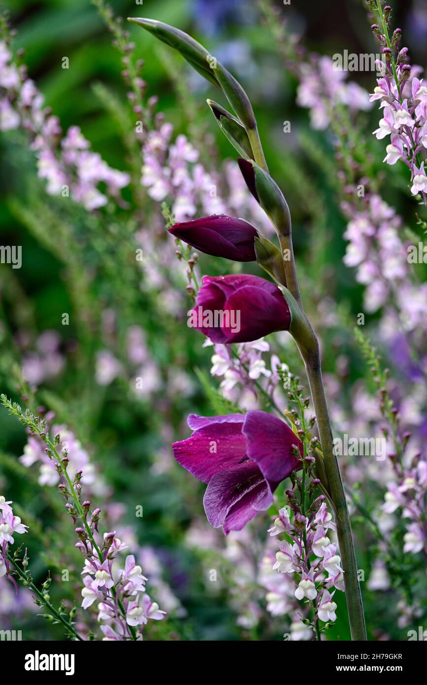 Gladiolus papilio ruby,Gladioli,deep red,dark,flower,flowers,flowering,spike,spikes,garden,sword lily,sword shaped flowers,,Linaria Peachy,Toadflax,pe Stock Photo