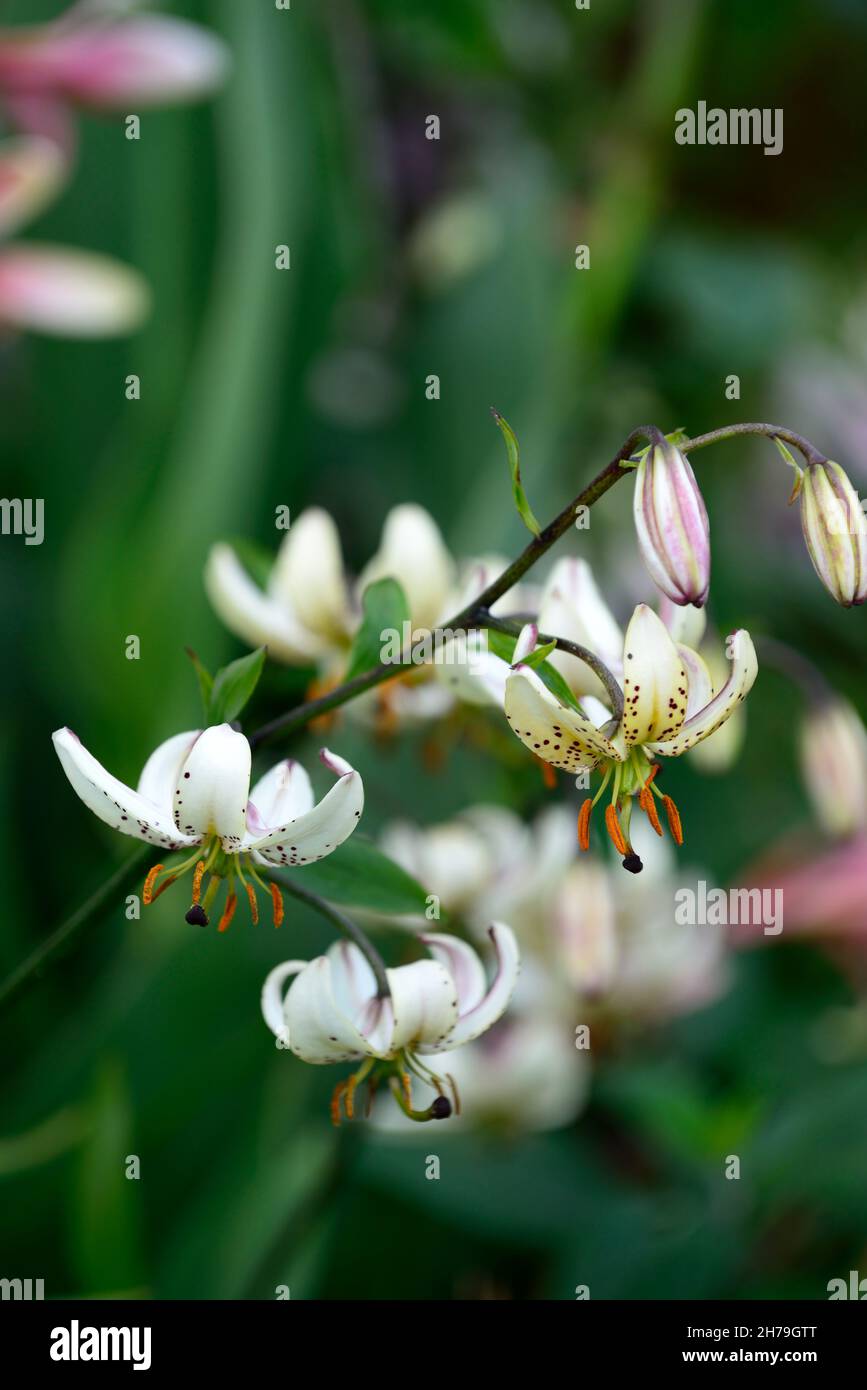 lilium martagon var albiflorum,lily,lillies,white pink spotted flower,flower,flowers,perennial,summer,turks cap lily, RM Floral Stock Photo