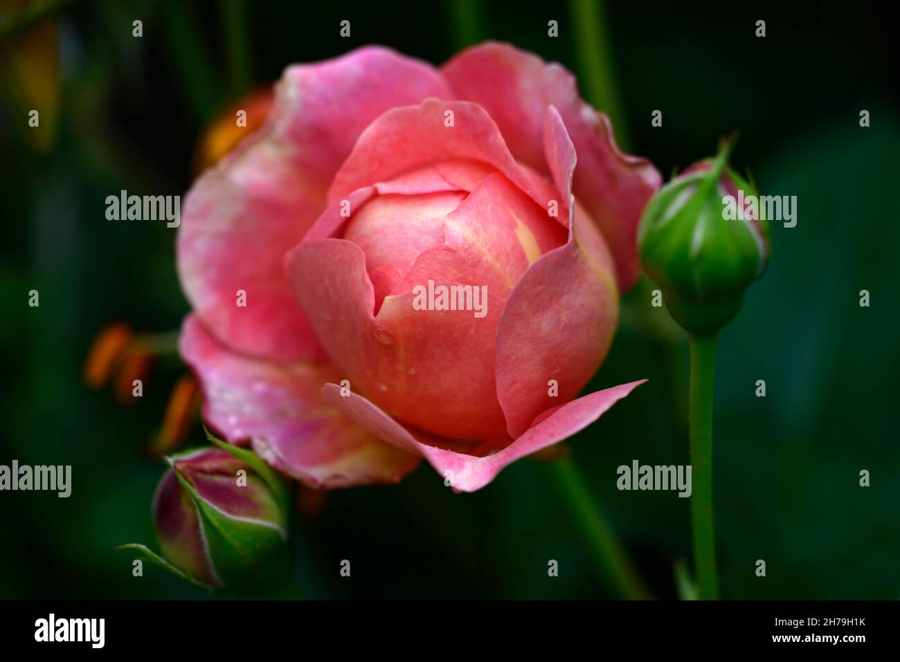 Rosa Boscobel,Auscousin,Rose Boscobel,English Shrub Rose,David Austin