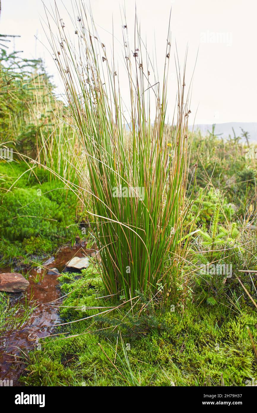 Juncus effusus (Soft rush) is used for Tatami mat materials in Japan