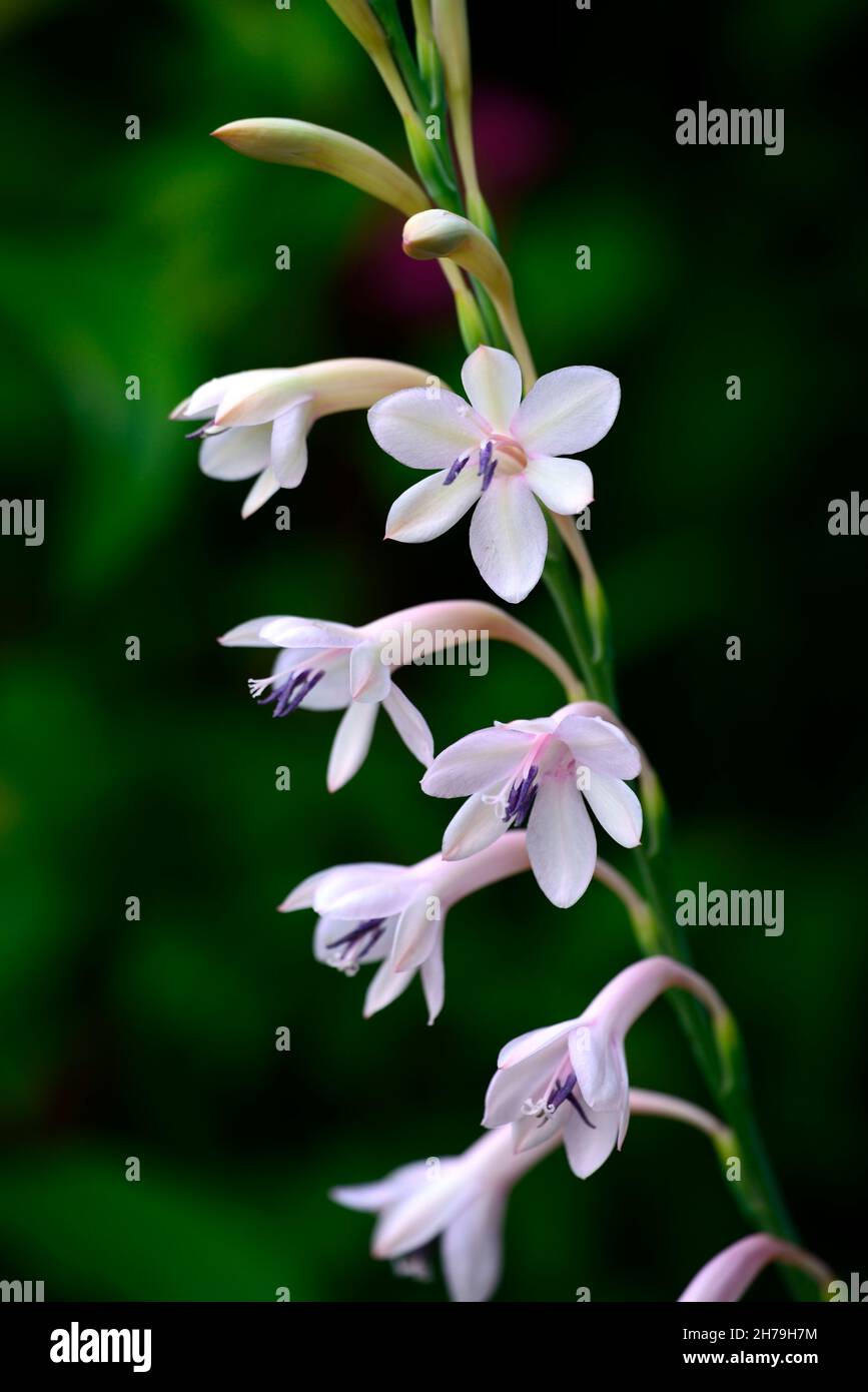 Watsonia knysnana x pillansii,Bugle lily,pale pink,pale lilac,flower,flowers,spike,spikes,perennial,RM Floral Stock Photo