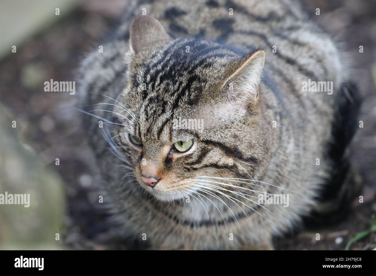 Scottish Wild Cat (Felis sylvestris). Avoiding eye contact. Head, facial features, rounded black tipped tail. Near, symmetrical dark striped markings. Stock Photo