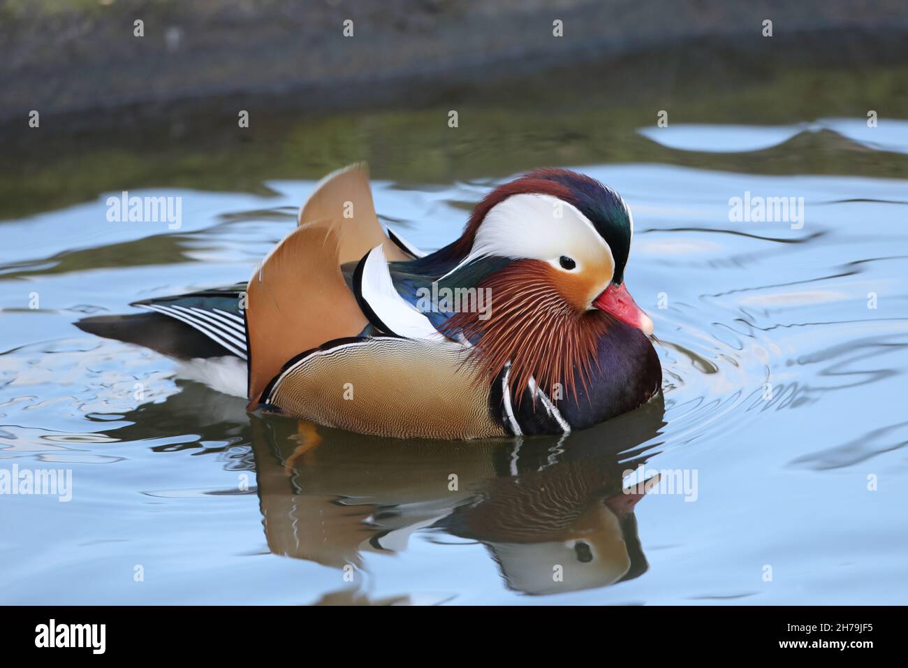 Mandarin Duck (Aix galericulata). Male in breeding plumage. Swimming.  Tertial ‘sail’ feathers erect. Native eastern Asia. Introduced species UK Stock Photo