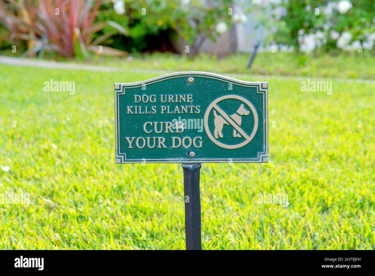Why Does Dog Pee Kill Plants