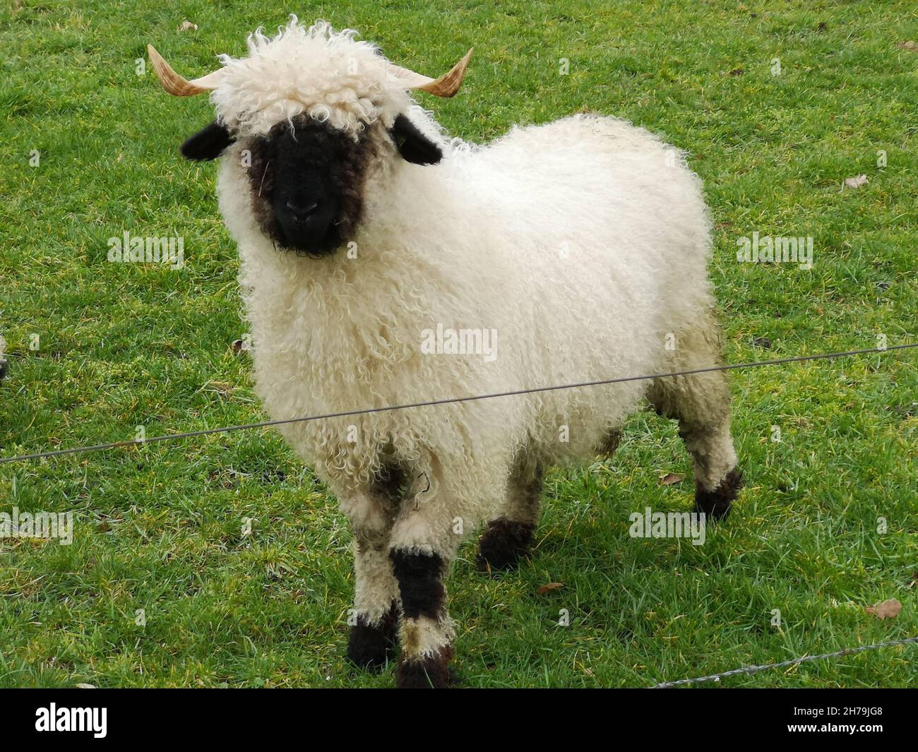 A white sheep with a Black mouth,nose and Ears. Walliser Schwarznase