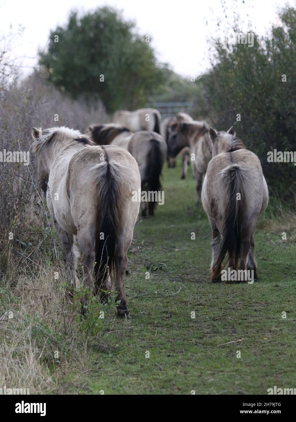 Konik Horses standing in an orderly queue at Pegwell Bay Nature Reserve Stock Photo