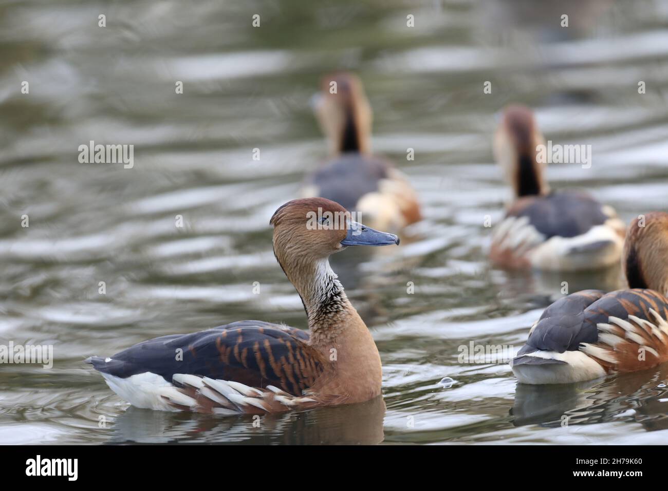 Fulvous Whistling or Tree Ducks (Dendrocygna bicolor). Swimming, following my leader. Monomorphic. Sexes look alike. Stock Photo