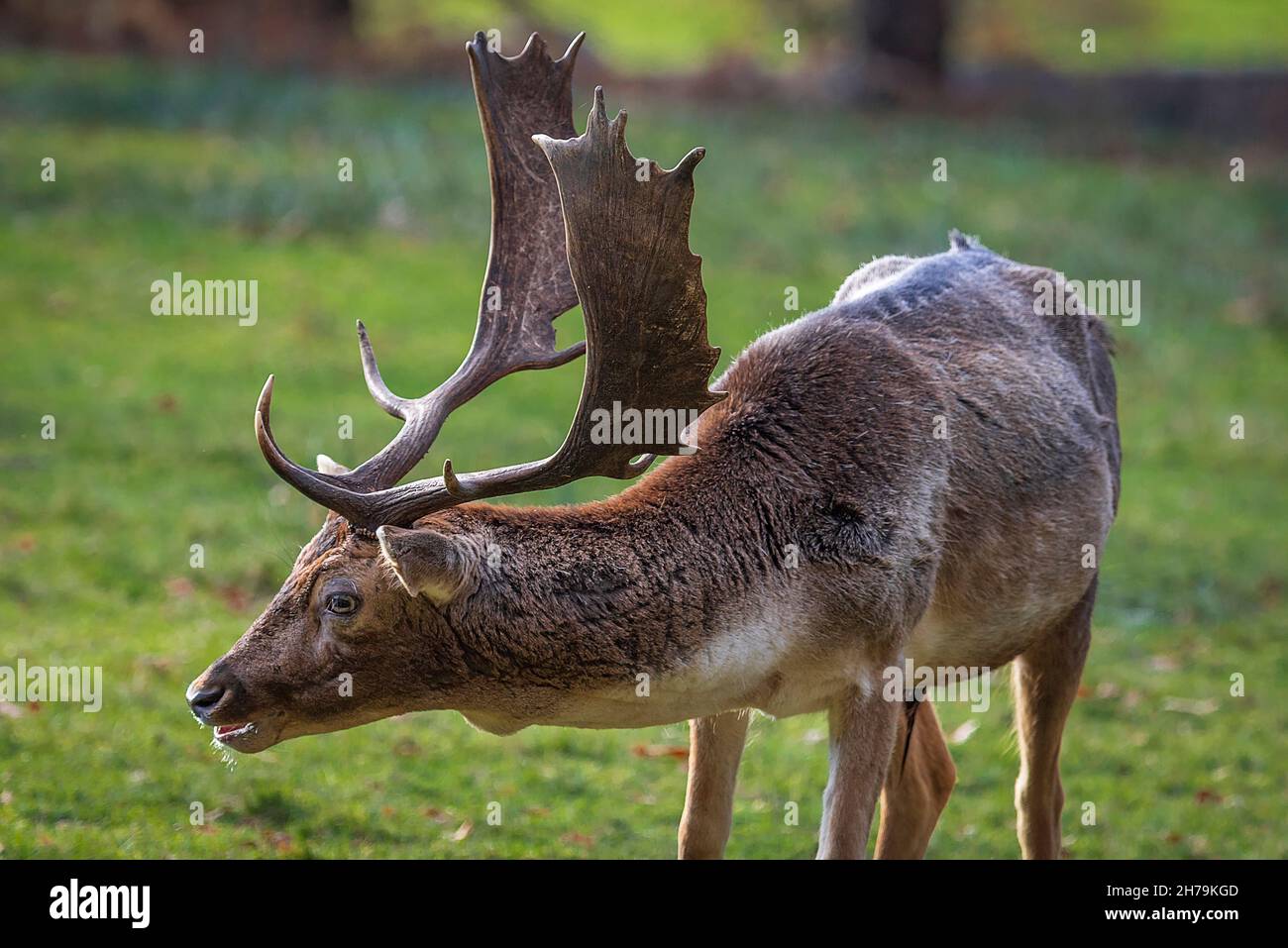 Fallow deer buck with palmated antlers Stock Photo - Alamy