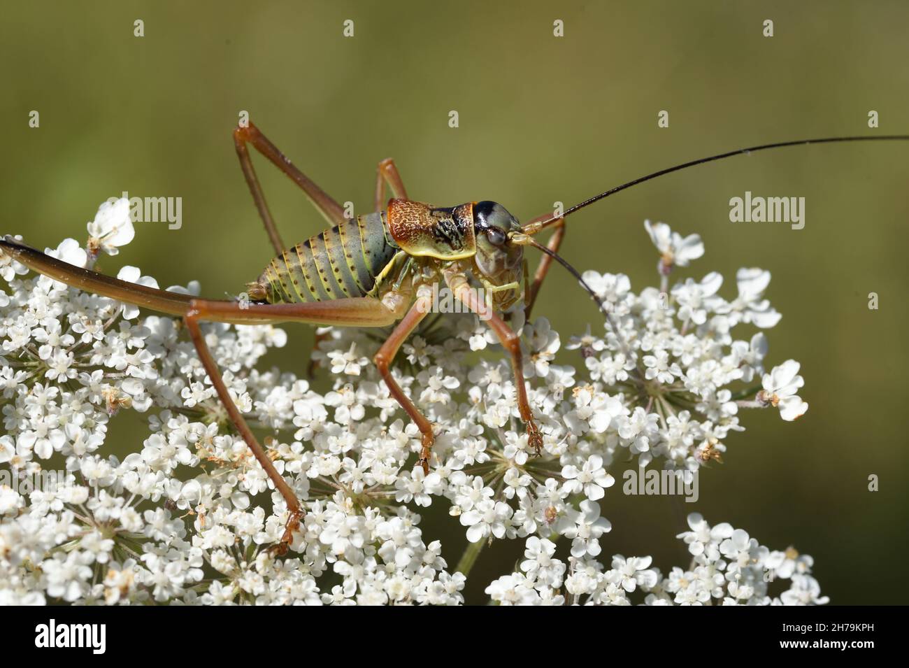 Crickets Insect Back Back insect hi-res stock photography and images - Alamy