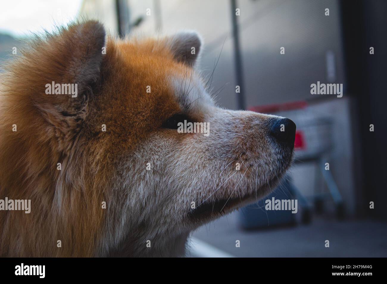 Japanese Akita close up face. Cute dog with orange white face close up. Grown up Akita Stock