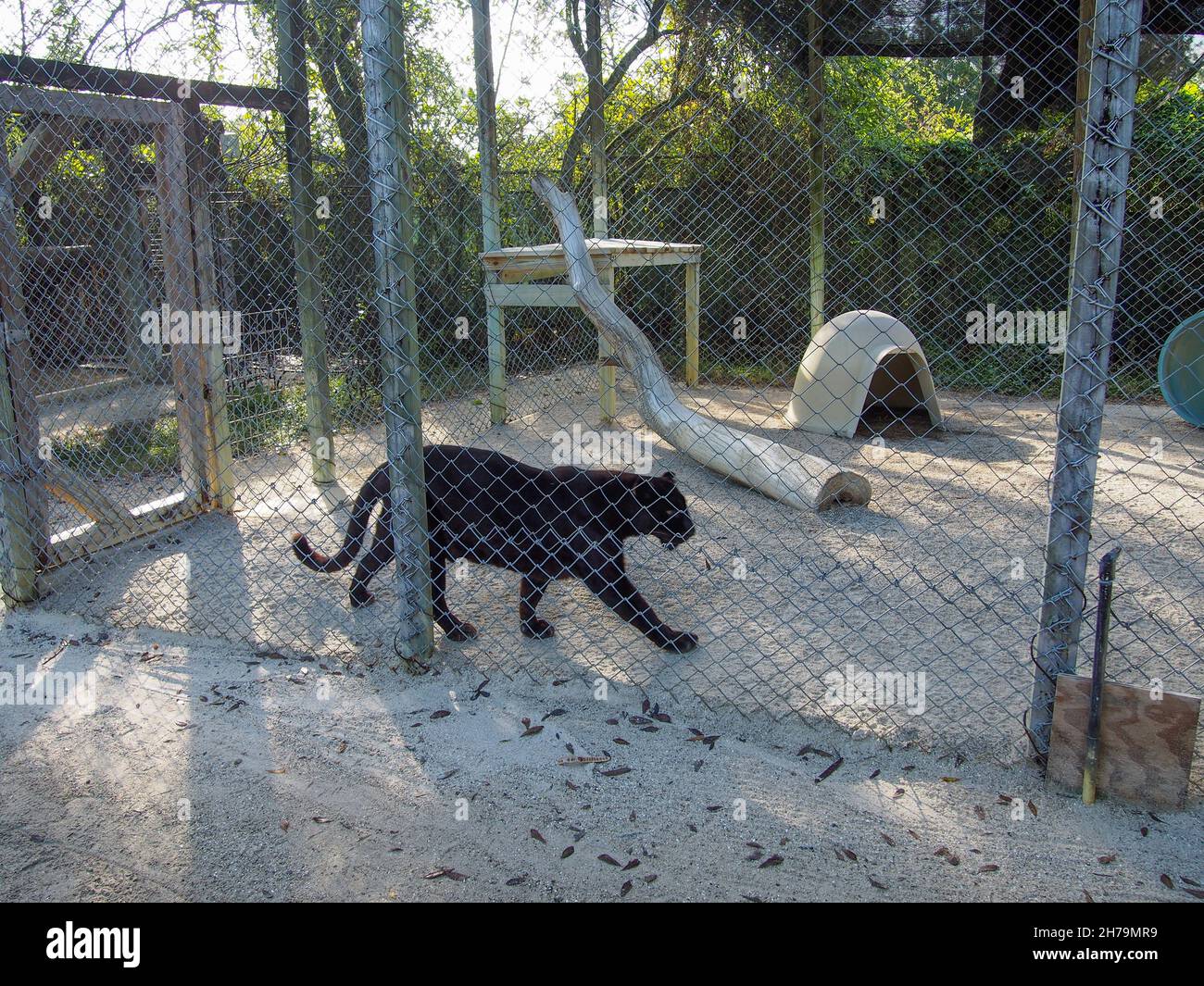 Lilly the black leopard rescue in her enclosure at the Octagon Wildlife Sanctuary in Punta Gorda, Florida, USA, 2020 © Katharine Andriotis Stock Photo
