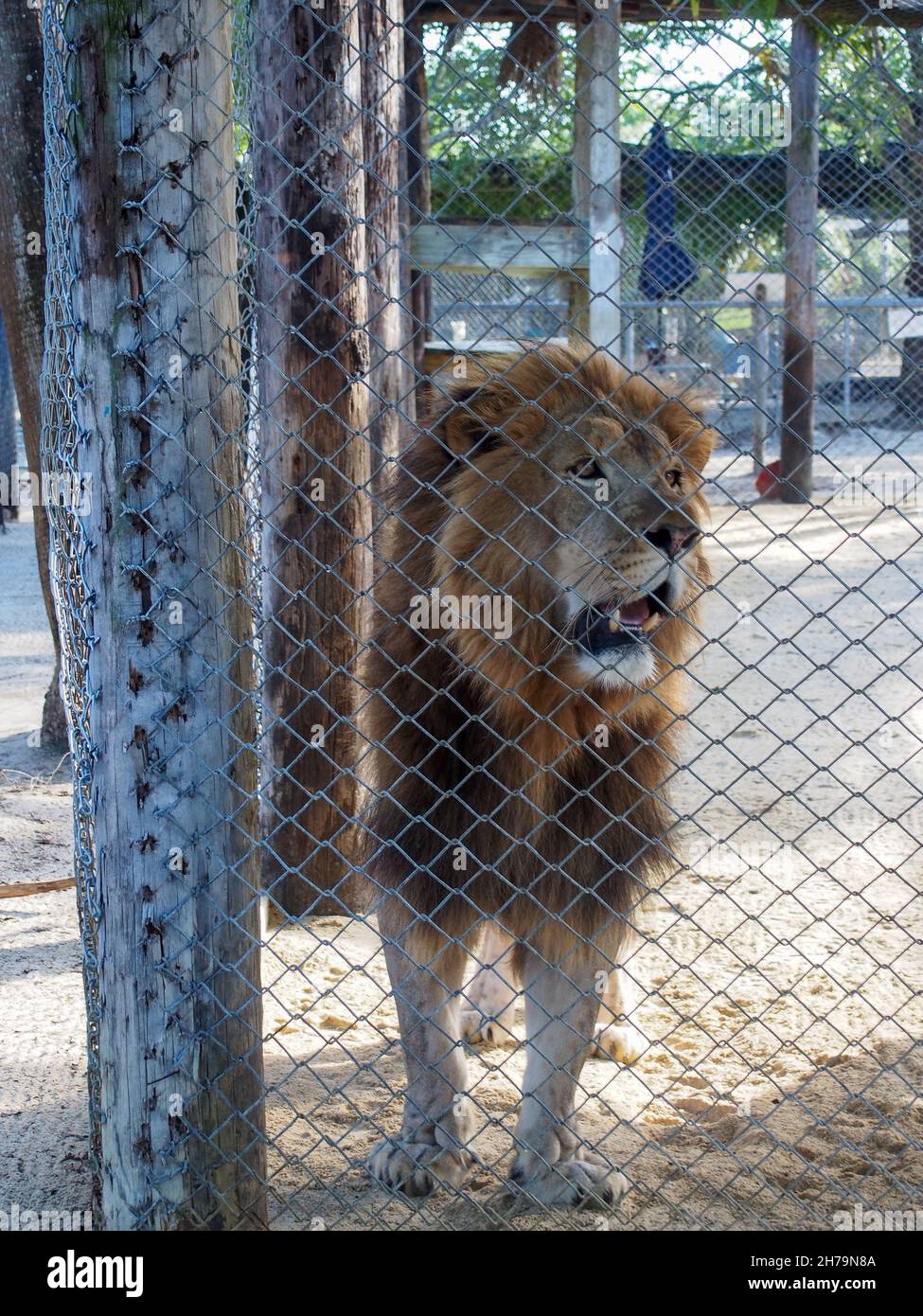 Male African lion in its enclosure at the Octagon Wildlife Sanctuary in Punta Gorda, Florida, USA, 2020 © Katharine Andriotis Stock Photo