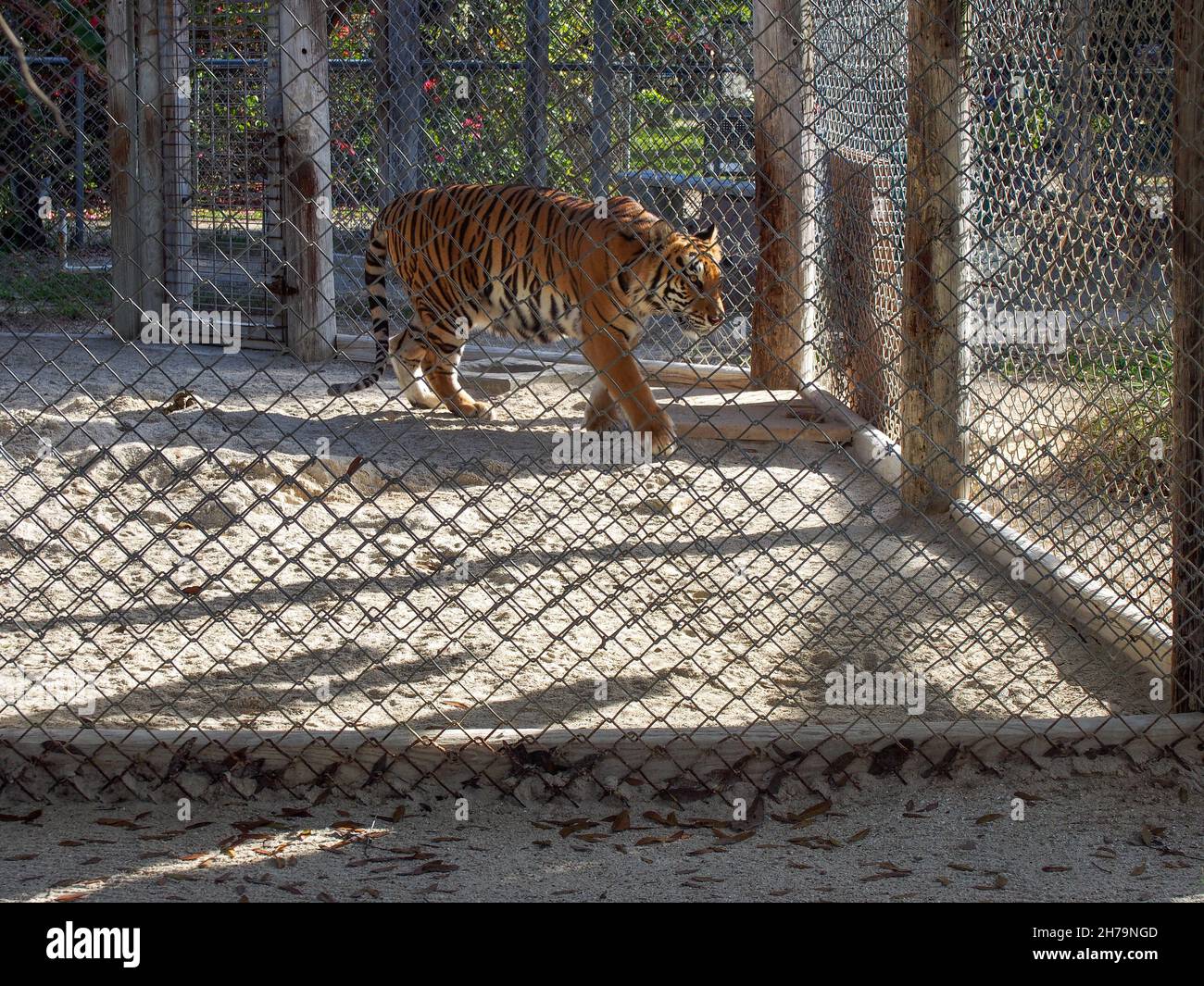 Tiger pacing in its enclosure at the Octagon Wildlife Sanctuary in Punta Gorda, Florida, USA, 2020 © Katharine Andriotis Stock Photo