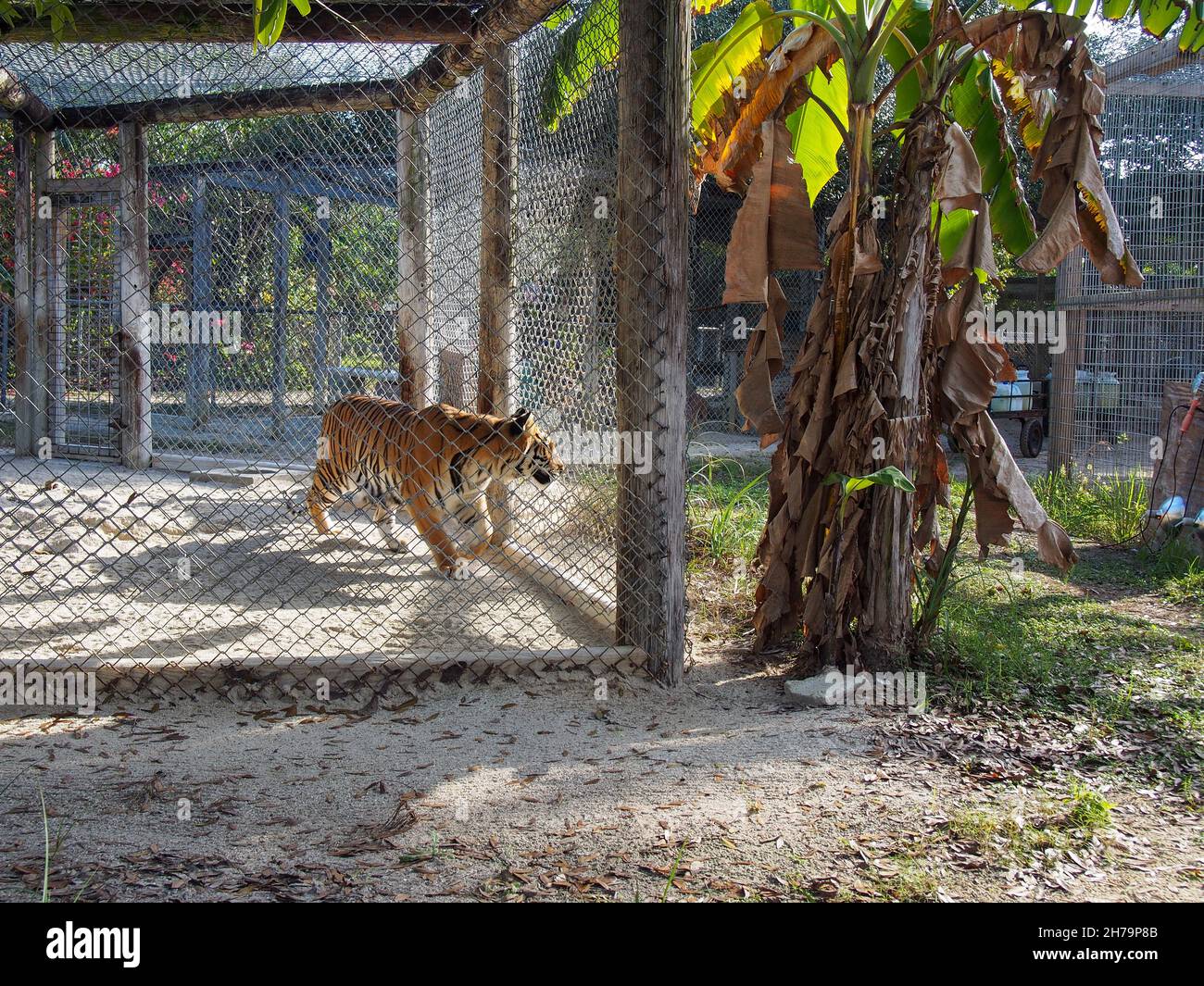 Tiger pacing in its enclosure at the Octagon Wildlife Sanctuary in Punta Gorda, Florida, USA, 2020 © Katharine Andriotis Stock Photo