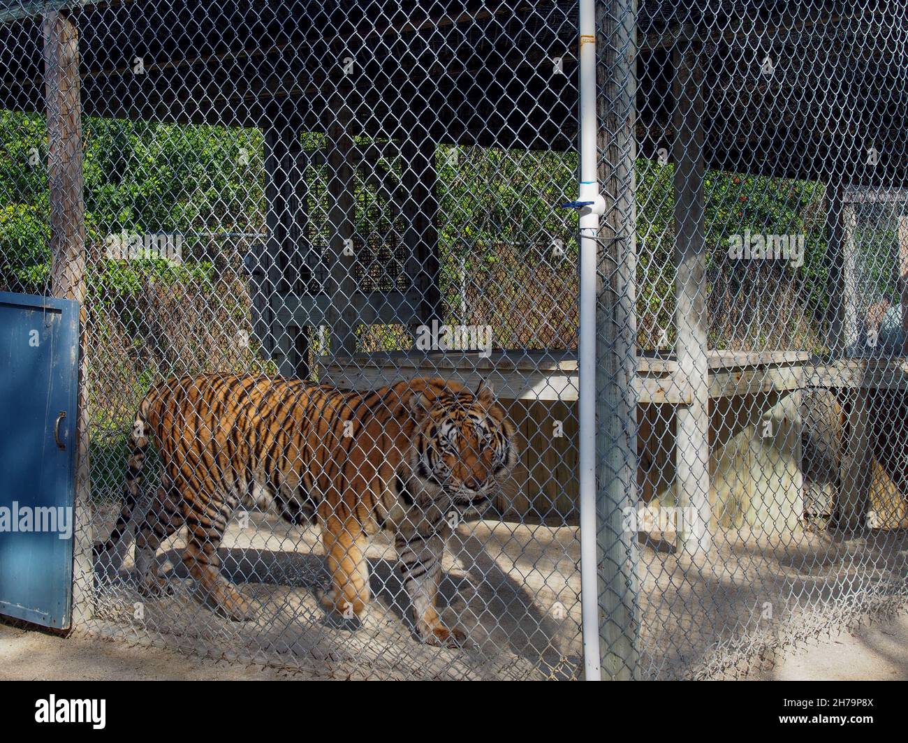 Bengal tiger pacing in its enclosure at the Octagon Wildlife Sanctuary in Punta Gorda, Florida, USA, 2020 © Katharine Andriotis Stock Photo