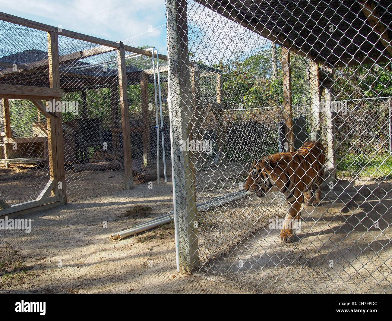 Bengal tiger pacing in its enclosure at the Octagon Wildlife Sanctuary in Punta Gorda, Florida, USA, 2020 © Katharine Andriotis Stock Photo