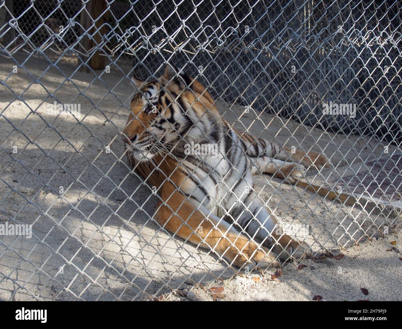 Bengal tiger resting in its enclosure at the Octagon Wildlife Sanctuary in Punta Gorda, Florida, USA, 2020 © Katharine Andriotis Stock Photo